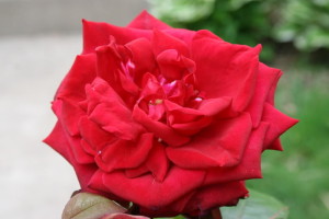 kashmir rose