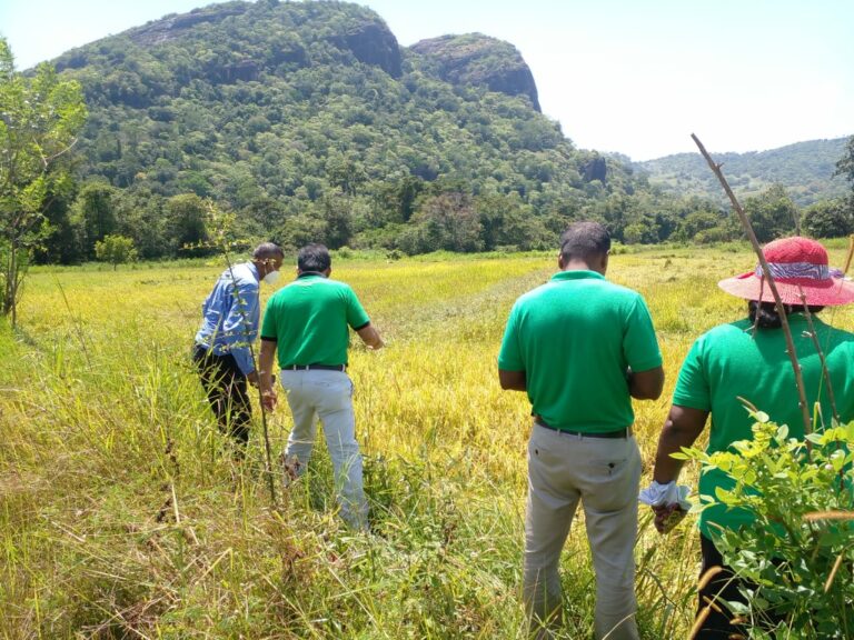 Entwicklung von Kapazitäten und Wertschöpfung für traditionelle und ökologisch angebaute Reissorten in Sri Lanka