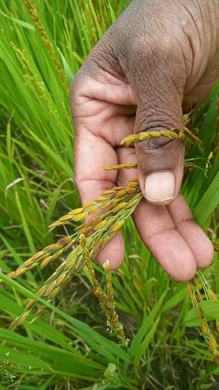 Entwicklung von Kapazitäten und Wertschöpfung für traditionelle und ökologisch angebaute Reissorten in Sri Lanka